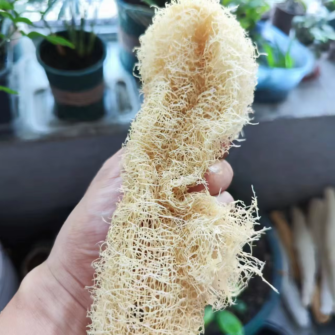 Marvelous Loofah Sponge Versatile from Skincare to Household Cleaning Natural Fiber Wonder Cleansing Helper Scrubber for Cleanup - Image 4